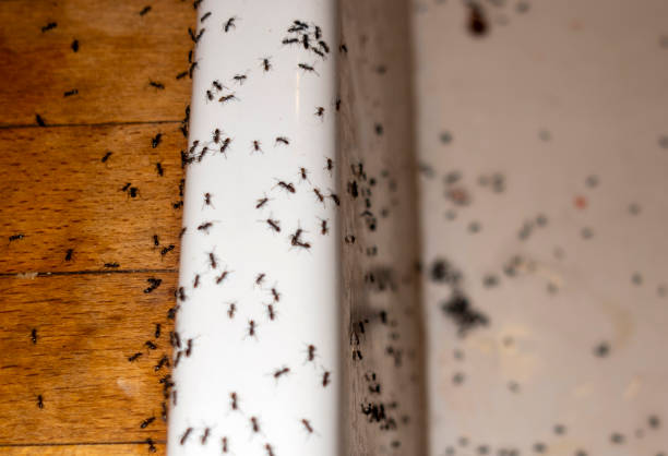Best Wasp Removal Services  in Reisterstown, MD