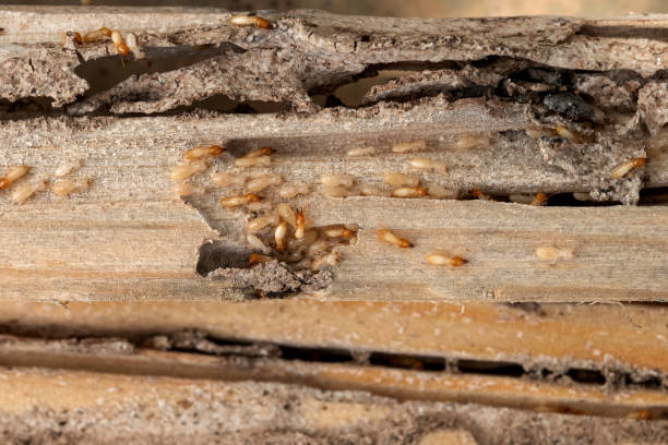 Best Pest Inspection Near Me  in Reisterstown, MD